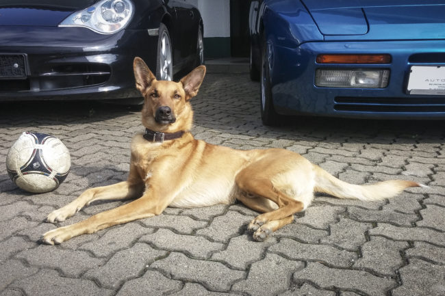 Automobile Genieser, Bad Dürkheim, Vorderpfalz, Spezialisten für Youngtimer und Oldtimer, Mitarbeiter, Team, Werkstatthund